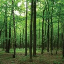 תמונת טפט M יער ירוק | 33040850